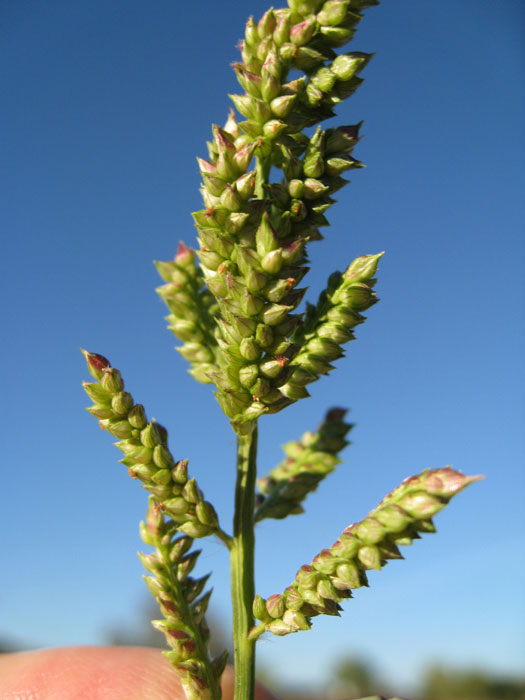 Immature-spikelets-of-Jungle-Rice