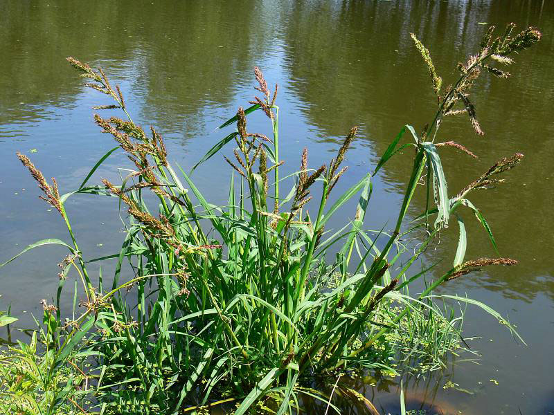 Jungle-rice-plant