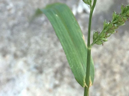 Leaf-of-Jungle-rice-plant