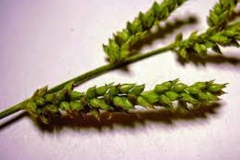 Closer-view-of-spikelet-of-Jungle-Rice