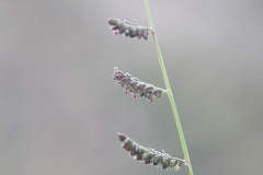 Flower-of-Jungle-rice