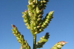 Immature-spikelets-of-Jungle-Rice