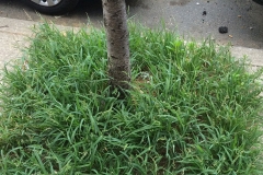 Jungle-rice-plant-growing-wild
