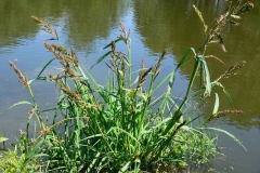 Jungle-rice-plant