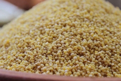 Jungle-rice