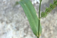 Leaf-of-Jungle-rice-plant