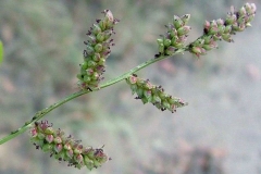 Mature-Seedhead-of-Jungle-rice