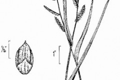 Plant-Illustration-of-Jungle-rice