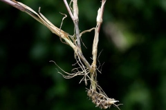 Root-of-Jungle-Rice