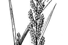 Sketch-of-Jungle-rice