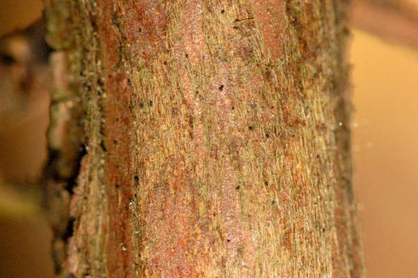 Juniper-Berry-bark