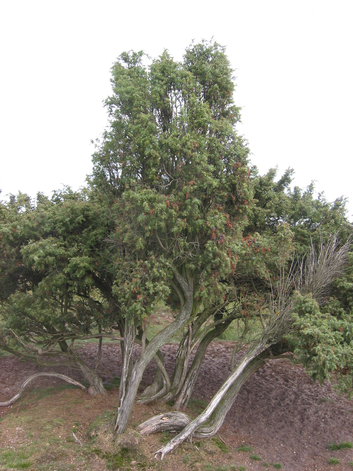 Juniper-Berry-tree