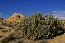 Bush-of-Juniper-berry