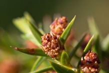 Flower-of-Juniper-berry