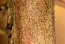 Juniper-Berry-bark
