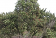 Juniper-Berry-tree