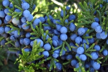 Juniper-berry