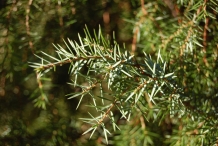 Leaves-of-Juniper-berry