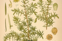 Plant-illustration-of-Juniper-berry