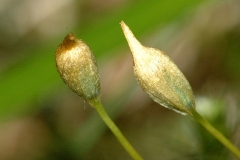 Juniper-Haircap-female