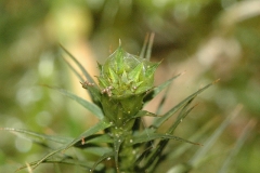 Juniper-Haircap-male
