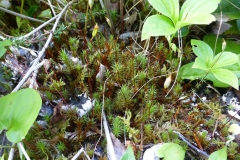 Juniper-Haircap-moss