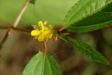 Close-up-flower-of-Jute