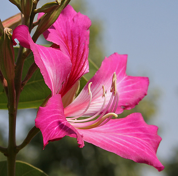Close-up-flower-of-Kachnar