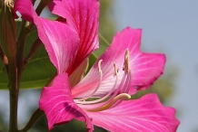 Close-up-flower-of-Kachnar