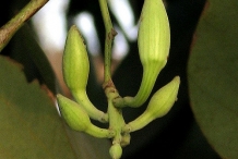 Flower-bud-of-Kachnar