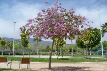 Kachnar-tree