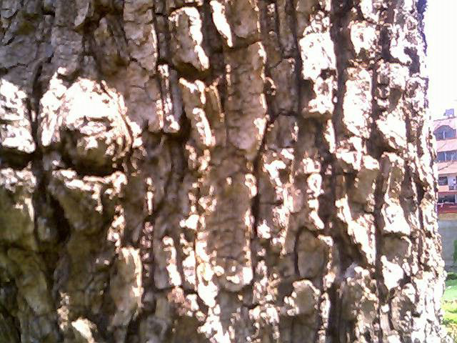 Close-up-view-of-kadamba-bark