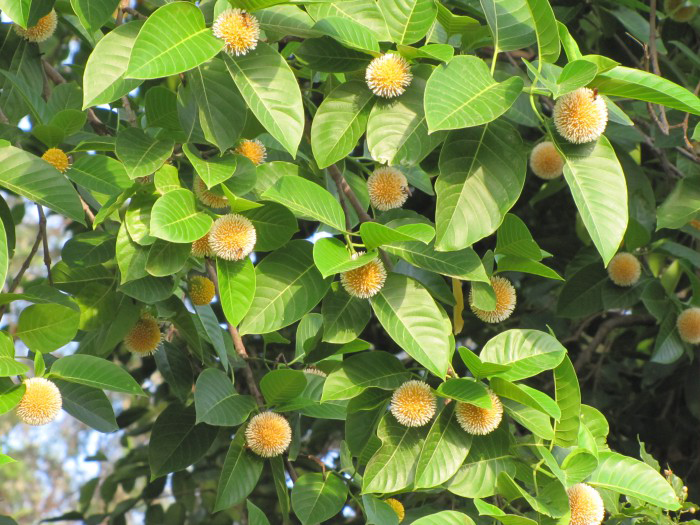 Kadamba-flower-on-the-tree