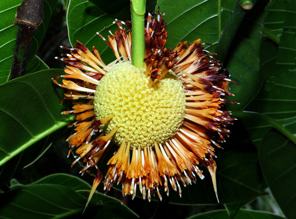 Mature-flower-falling-from-the-fruit