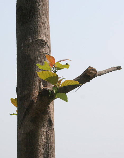 Stem-of-Kadamba-tree