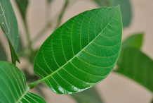 Close-up-view-of-Leaf