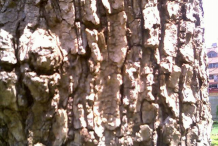 Close-up-view-of-kadamba-bark