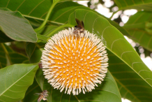 Flower-of-Kadamba-tree