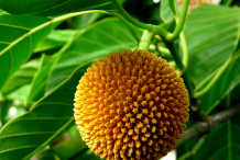 Fruit-of-Kadamba-tree