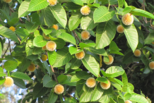 Kadamba-flower-on-the-tree