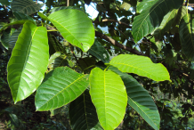 Leaf-of-Kadamba-tree