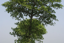 Mature-Kadamba-Tree