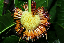 Mature-flower-falling-from-the-fruit