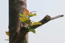 Stem-of-Kadamba-tree