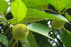 Immature-Kadamba-fruit