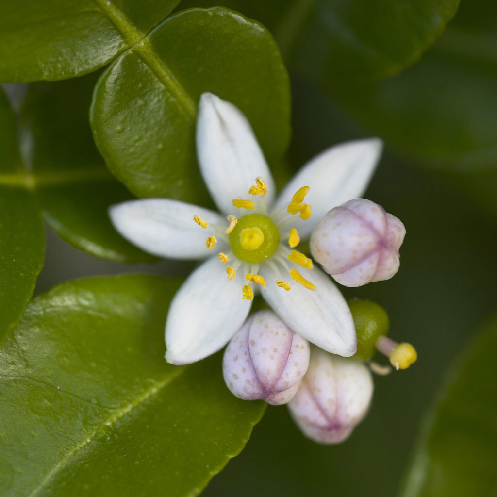 Flowers-of-Kaffir-Lime