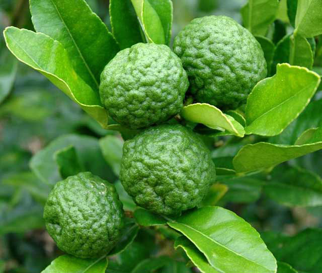 Kaffir-Lime-on-the-tree