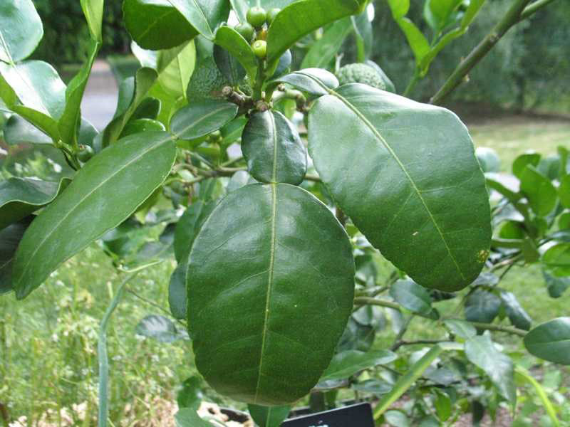 Leaves-of-Kaffir-Lime