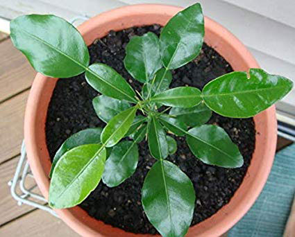 Small-Kaffir-Lime-plant