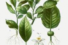 Plant-Illustration-of-Kaffir-Lime